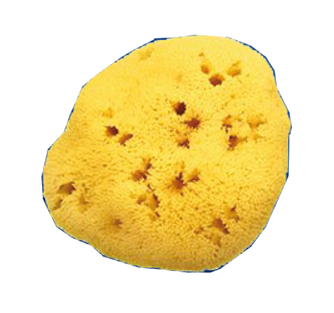 SPUGNA NATURALE FORI L 12/13CM 9 - Metafarm